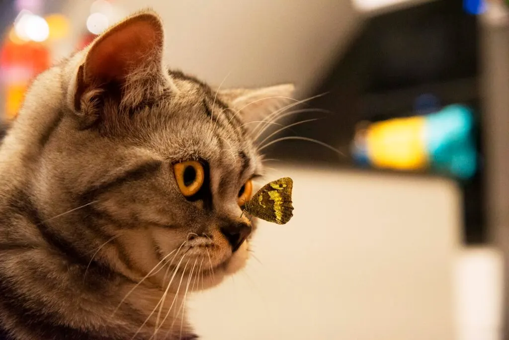 Getigerte Katze im Profil, ein gelb gemusterter Schmetterling sitzt auf ihrer Nase