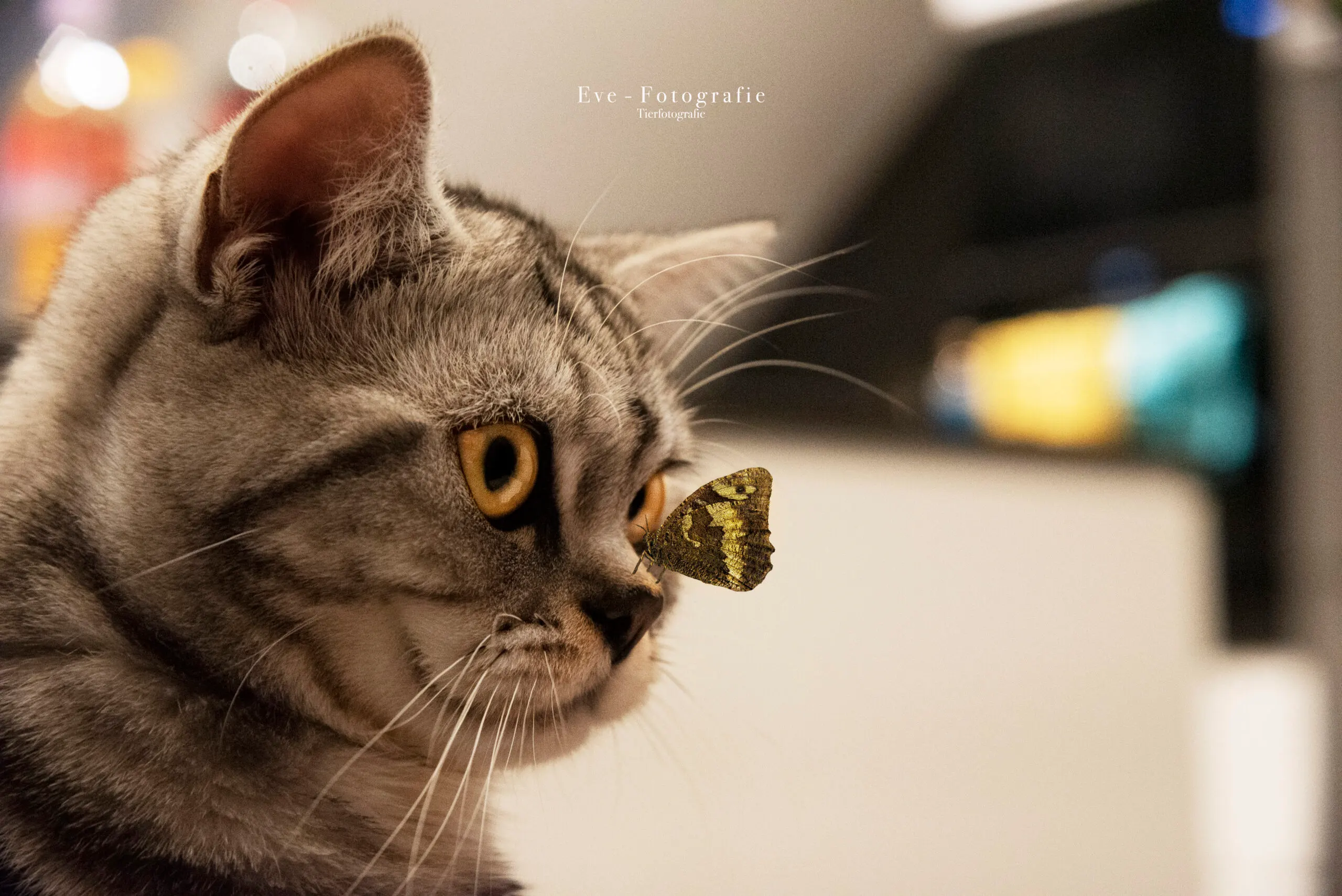Getigerte Katze im Profil mit Schmetterling auf der Nase, Wasserzeichen Eve-Fotografie